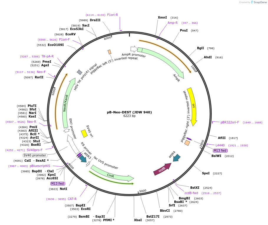 229825-plasmid-map-sequence-id-458183