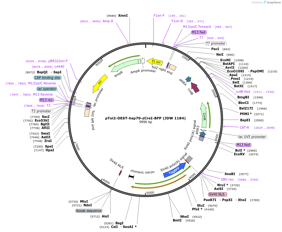 229831-plasmid-map-sequence-id-458196