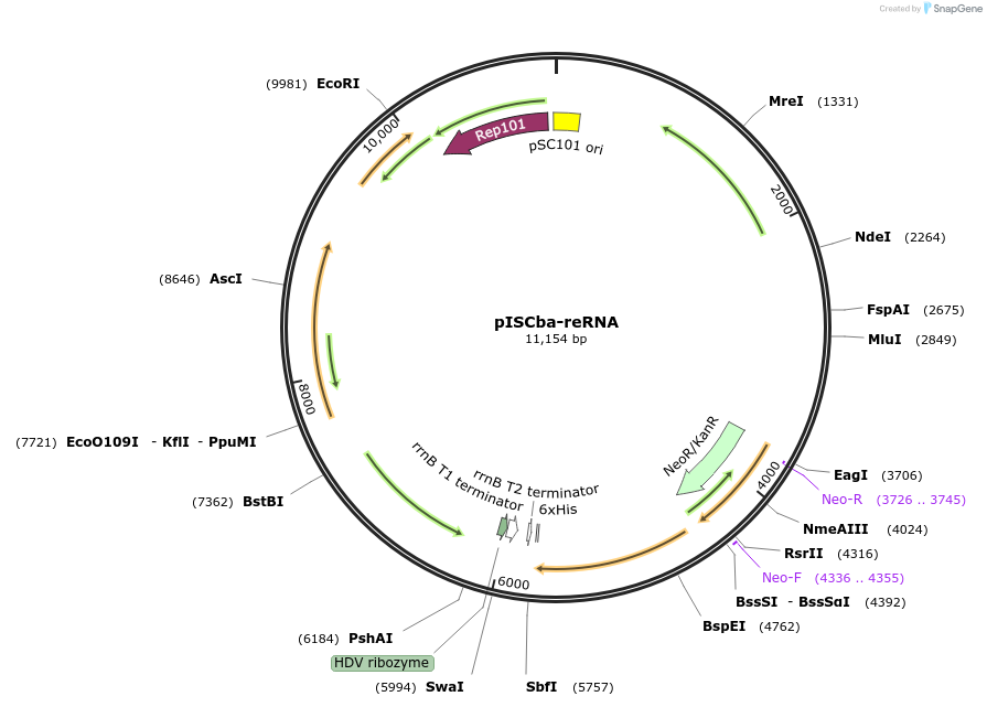 226823-plasmid-map-sequence-id-458197