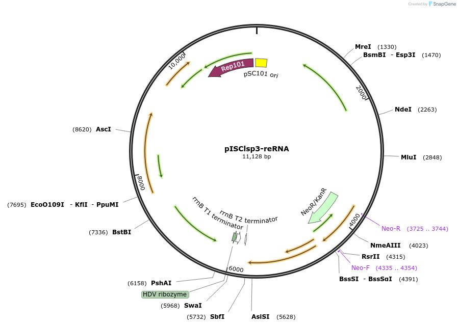 226824-plasmid-map-sequence-id-458198