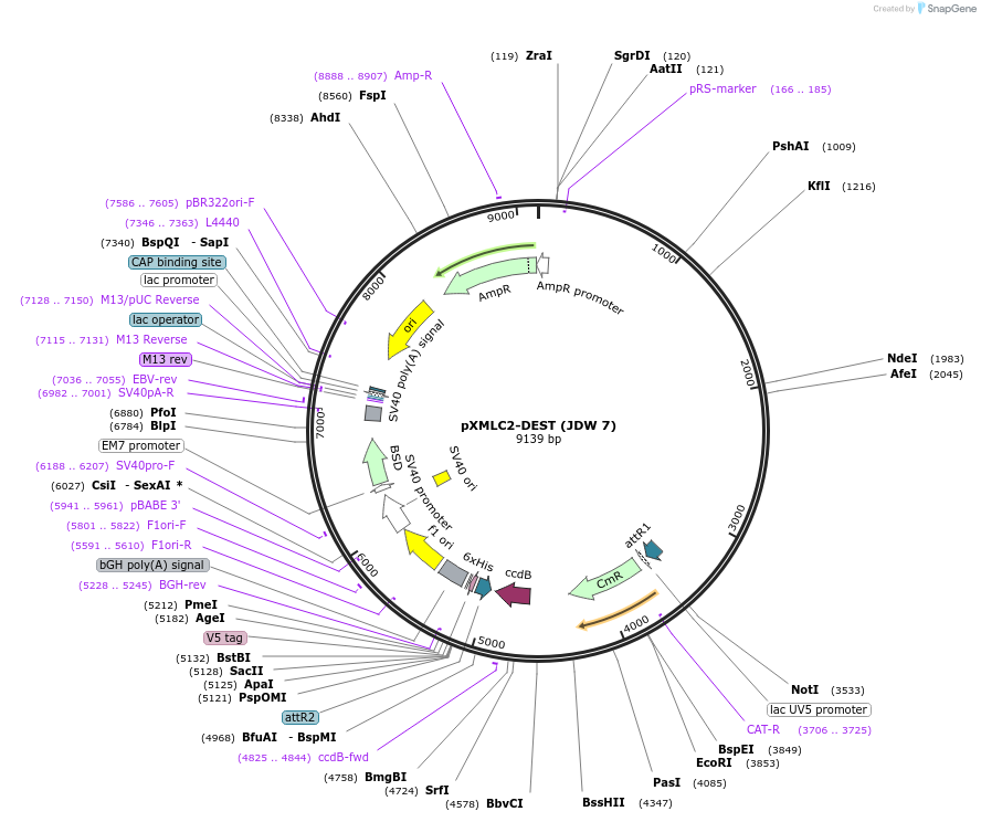 229833-plasmid-map-sequence-id-458199