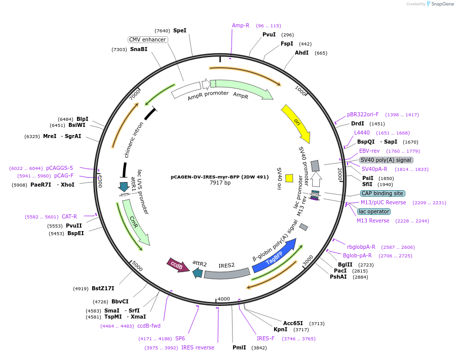 229834-plasmid-map-sequence-id-458200