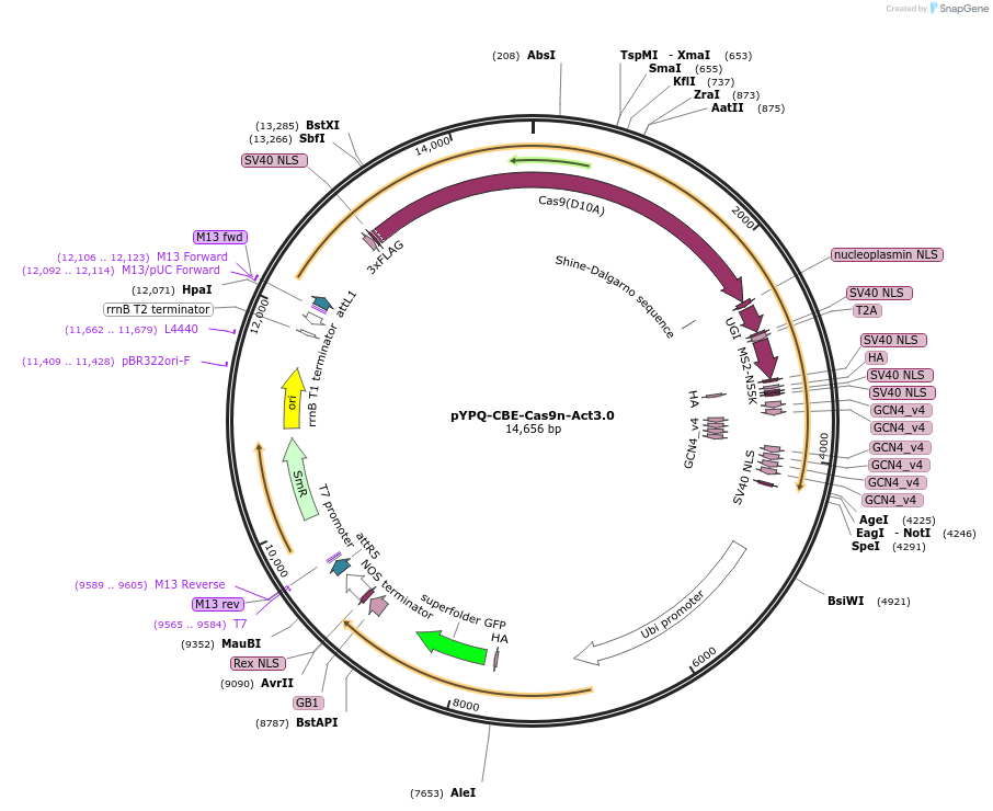 178955-plasmid-map-sequence-id-458203