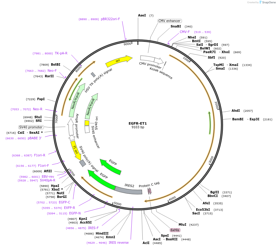 44185-plasmid-map-sequence-id-458206