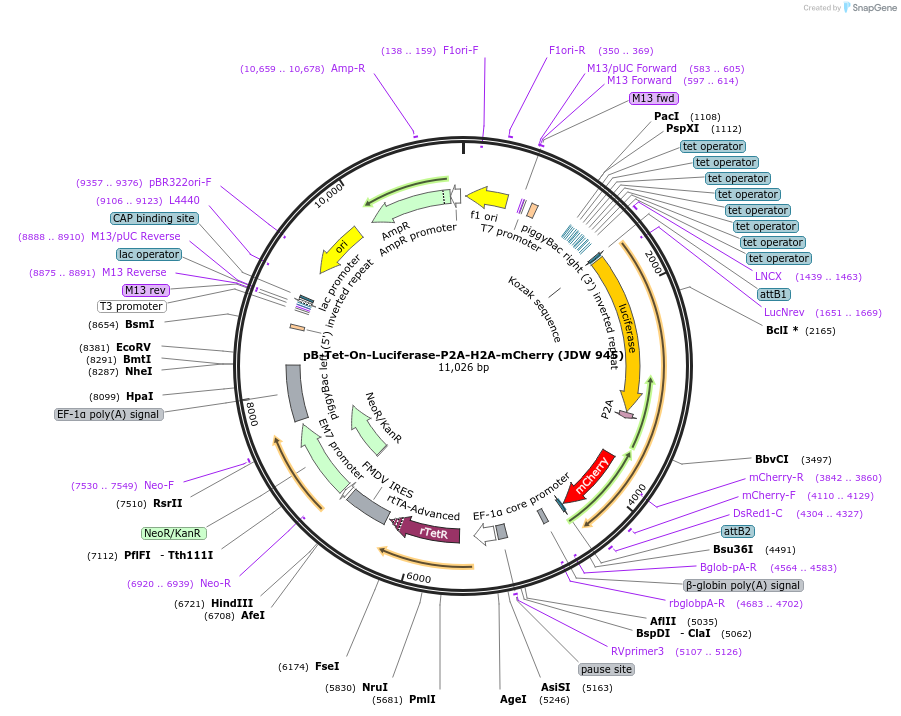 229837-plasmid-map-sequence-id-458207
