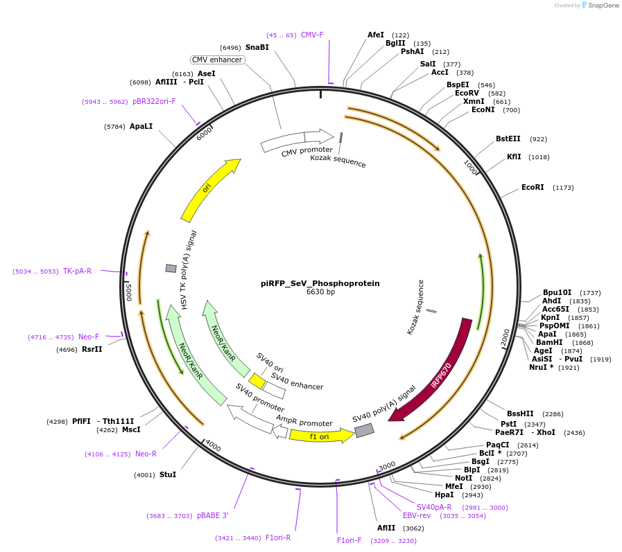 228807-plasmid-map-sequence-id-458264