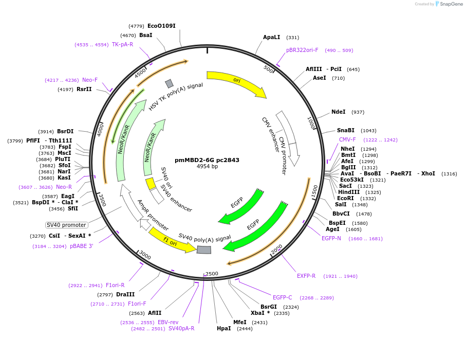 229562-plasmid-map-sequence-id-458265