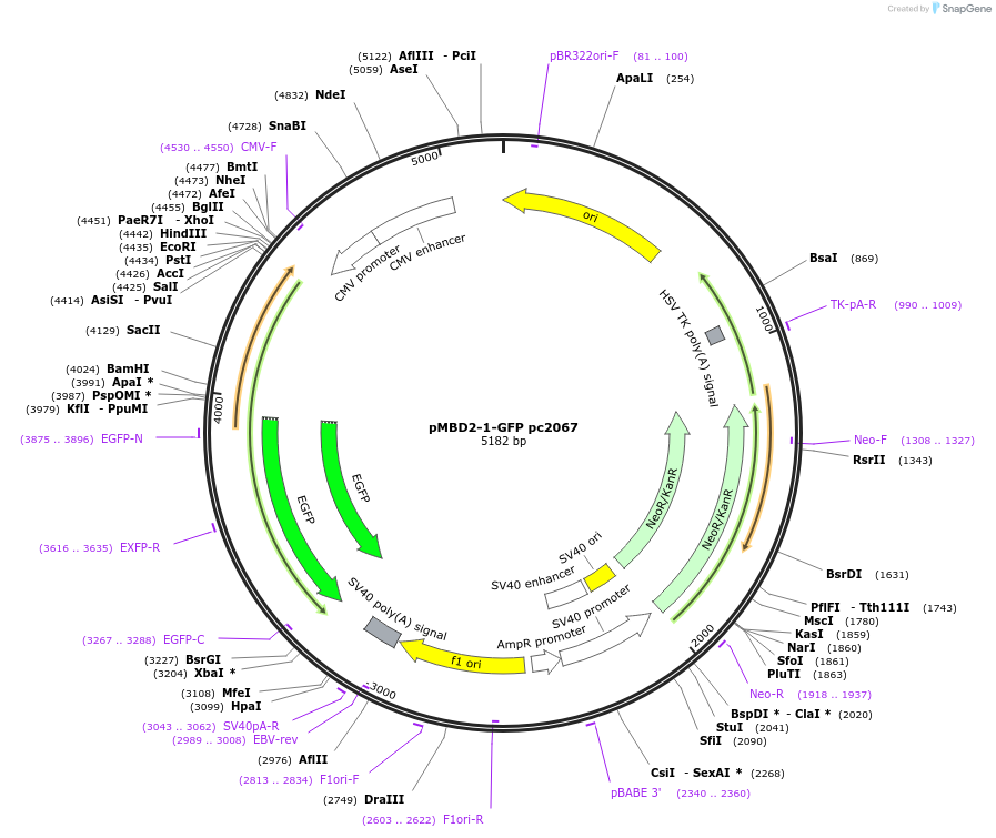 229559-plasmid-map-sequence-id-458266