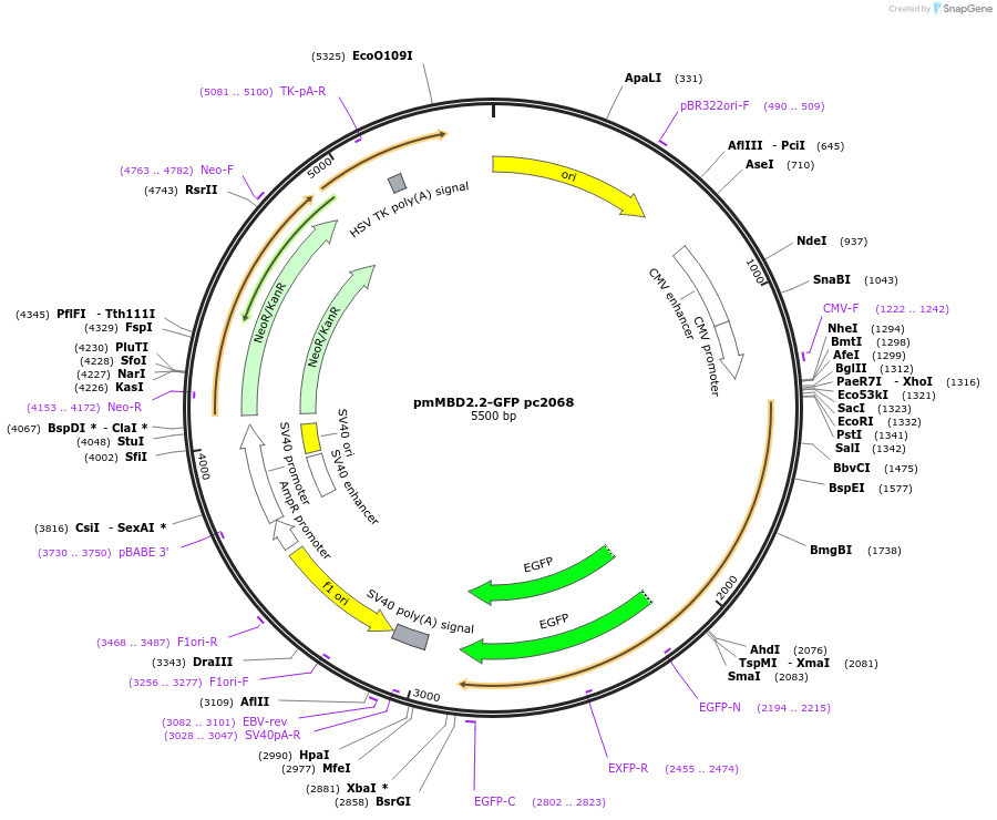 229560-plasmid-map-sequence-id-458268