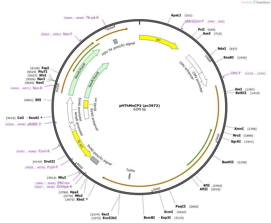 227639-plasmid-map-sequence-id-458269