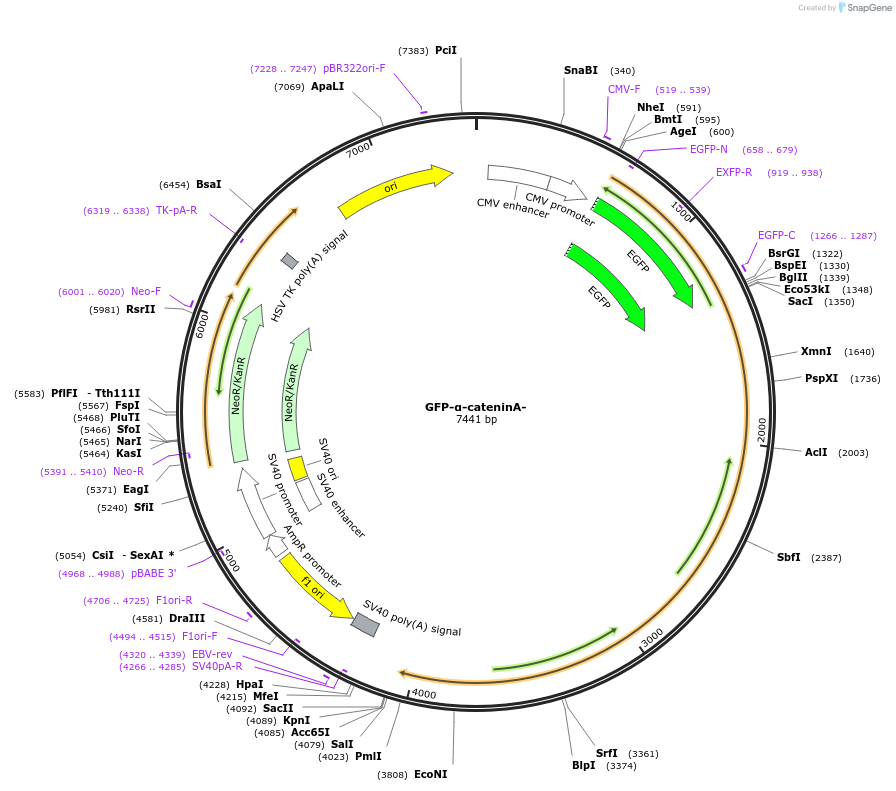 229698-plasmid-map-sequence-id-458272
