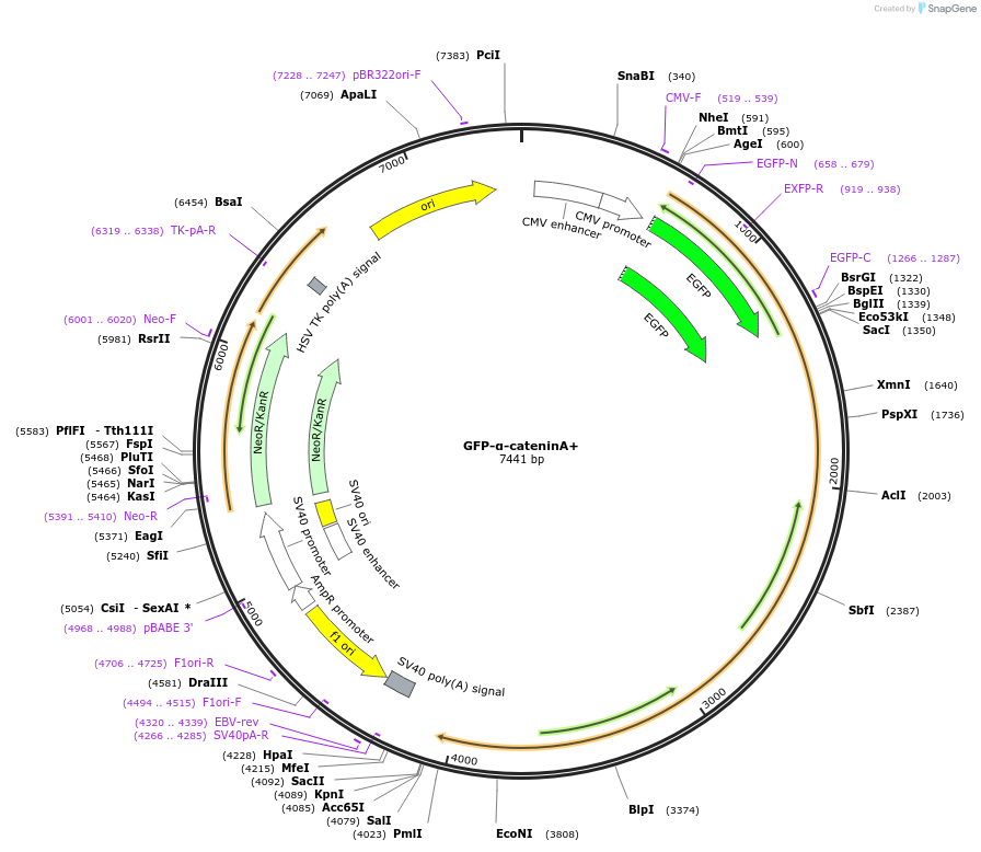 229697-plasmid-map-sequence-id-458274