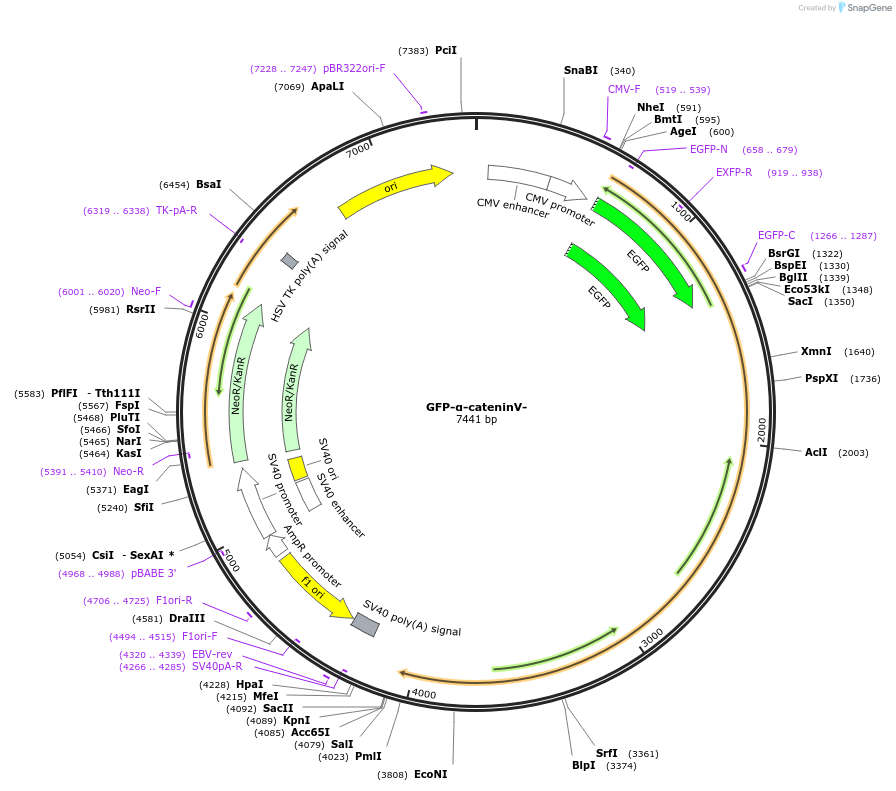 229696-plasmid-map-sequence-id-458275