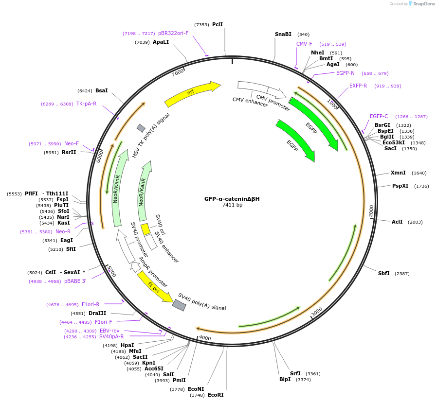 229705-plasmid-map-sequence-id-458277