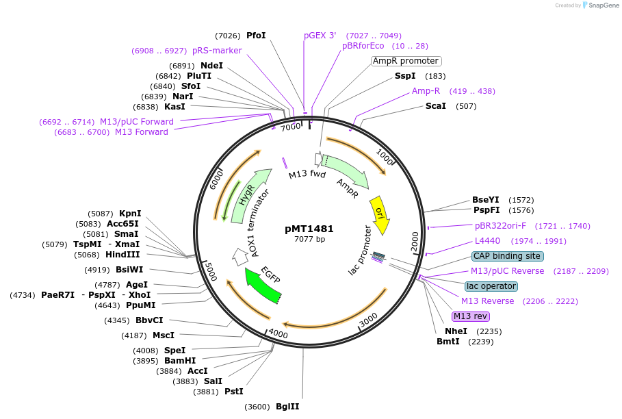 228323-plasmid-map-sequence-id-458279