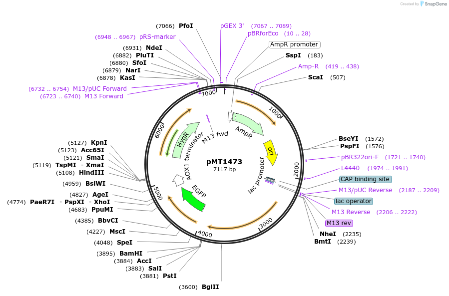 228320-plasmid-map-sequence-id-458280