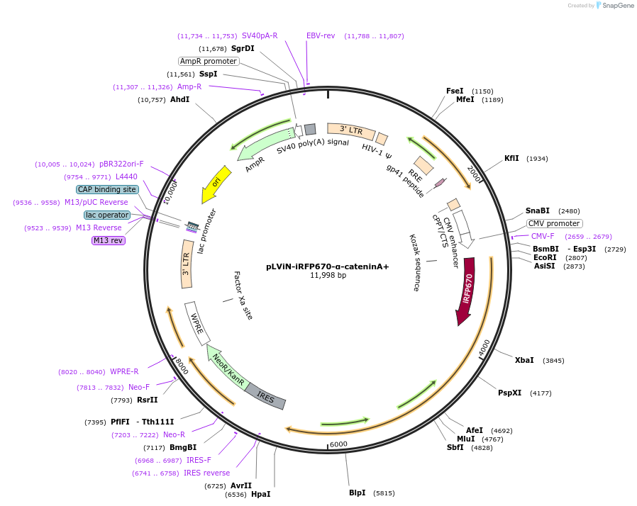 229703-plasmid-map-sequence-id-458289