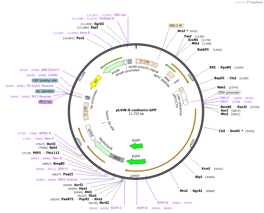 229710-plasmid-map-sequence-id-458291