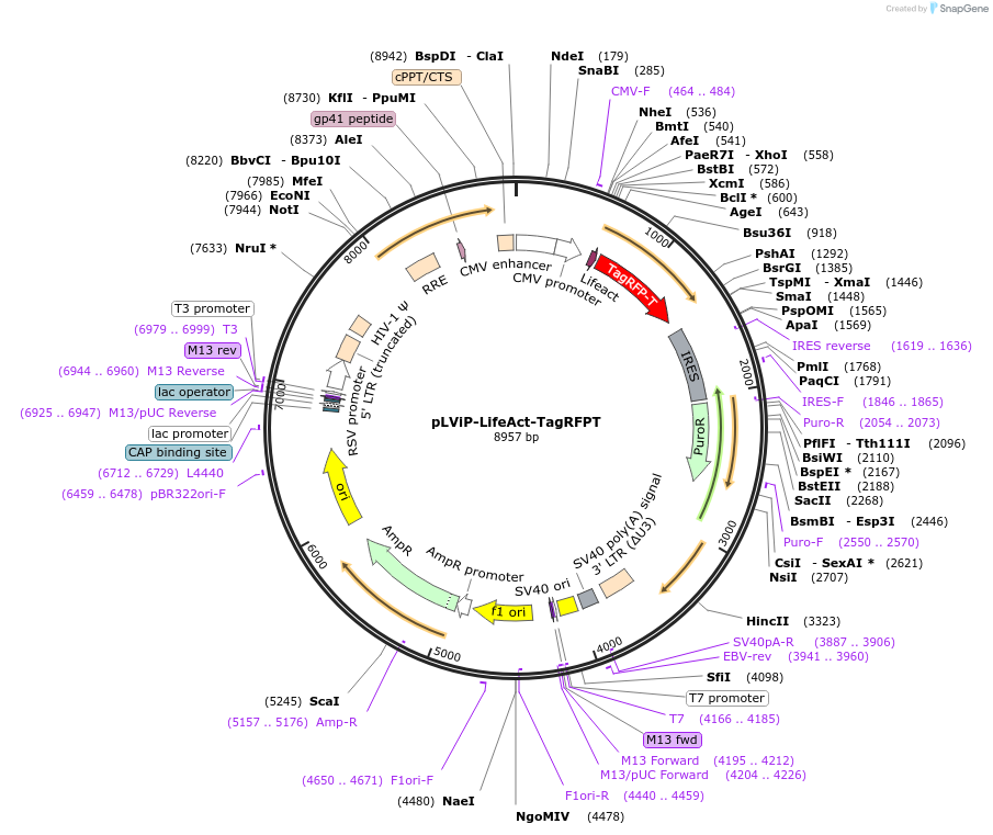 229700-plasmid-map-sequence-id-458293