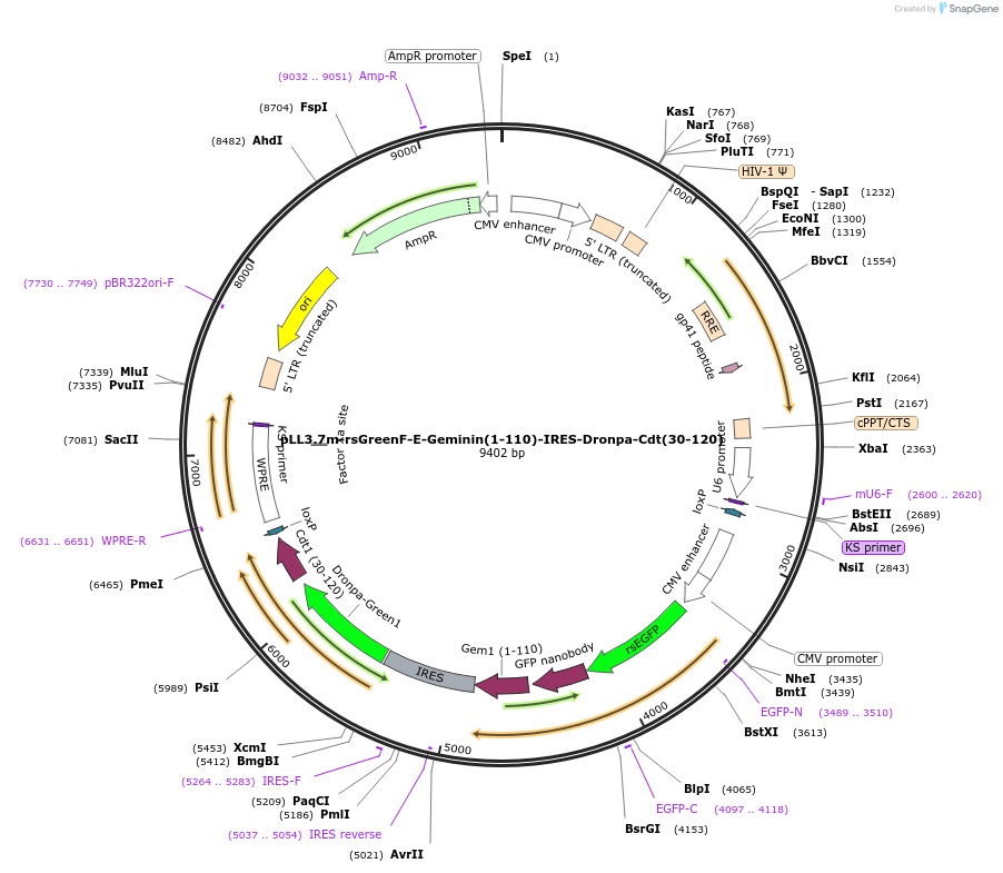 205761-plasmid-map-sequence-id-458307