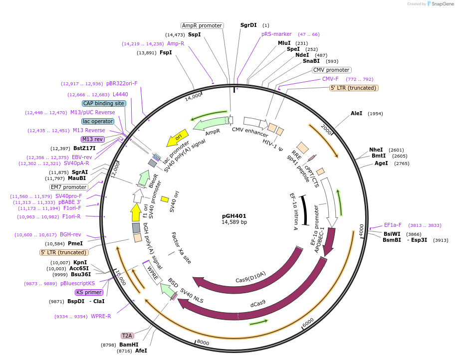 230852-plasmid-map-sequence-id-458316