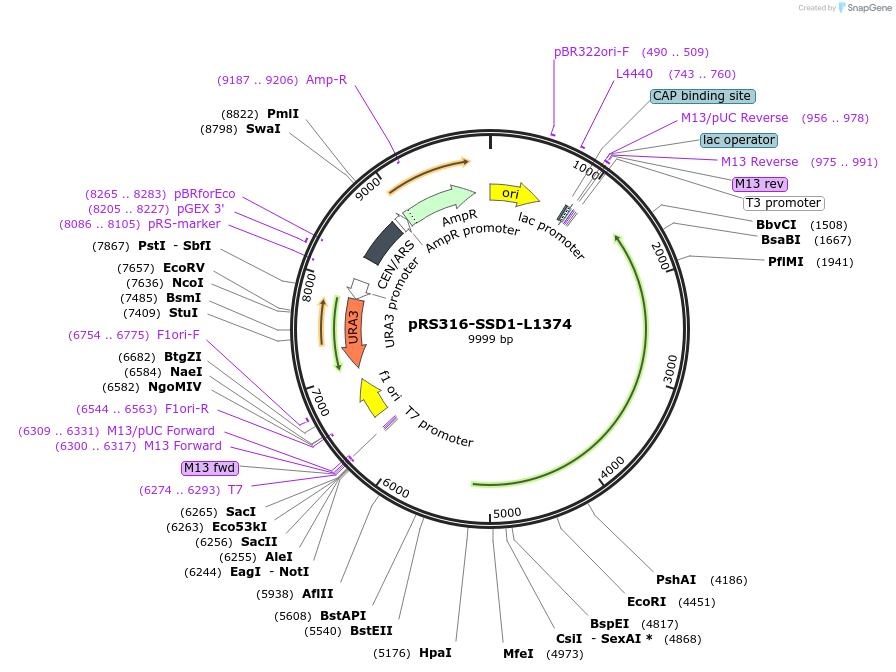 226278-plasmid-map-sequence-id-458335