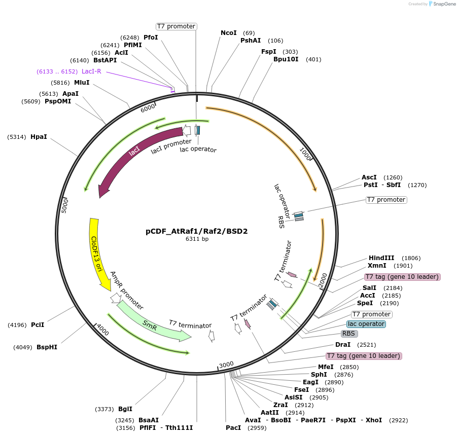 229511-plasmid-map-sequence-id-458337