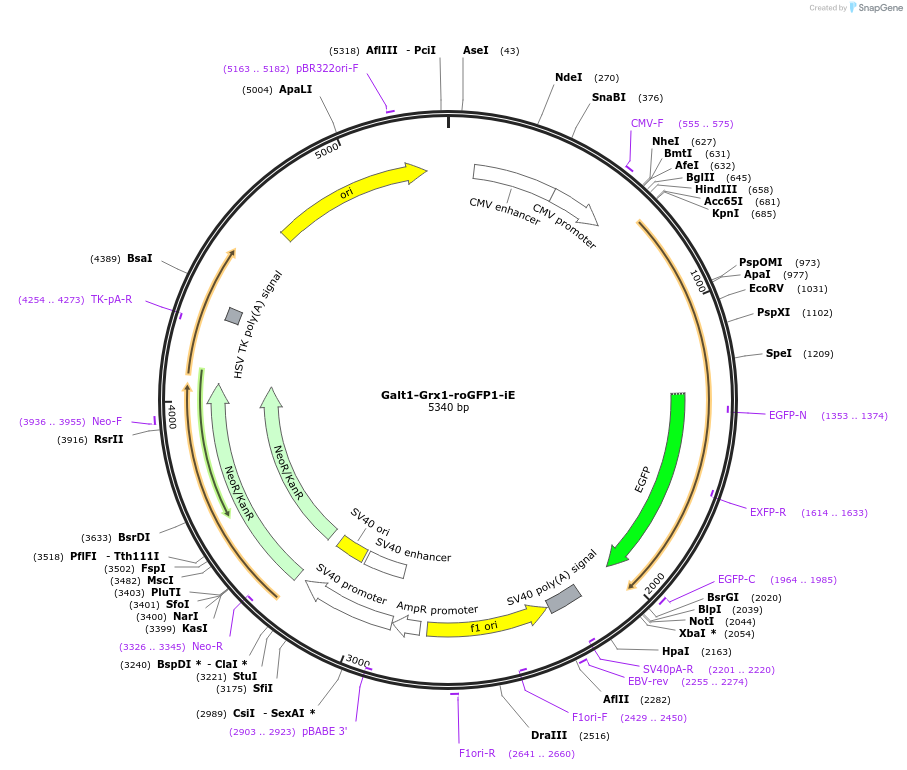 230029-plasmid-map-sequence-id-458346