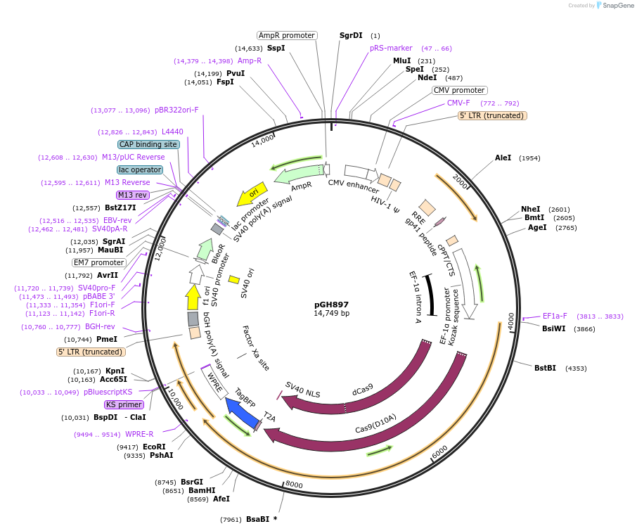 230841-plasmid-map-sequence-id-458348