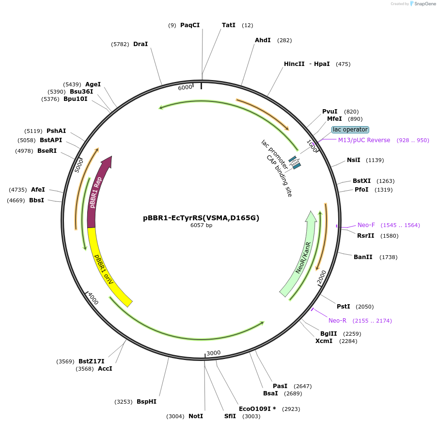 231132-plasmid-map-sequence-id-458349