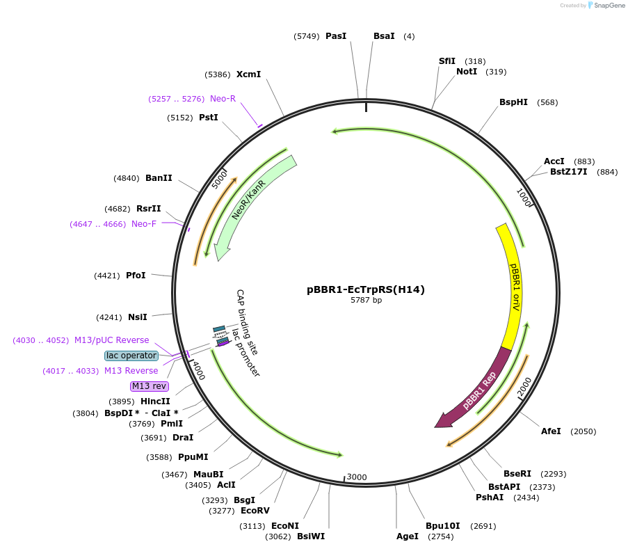 231131-plasmid-map-sequence-id-458351