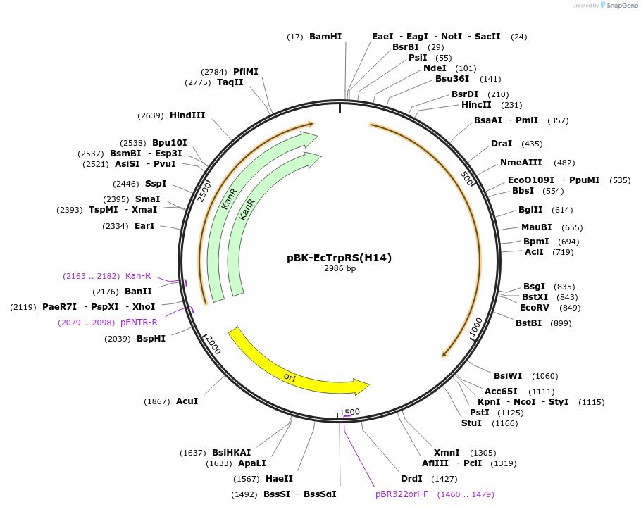 231129-plasmid-map-sequence-id-458352