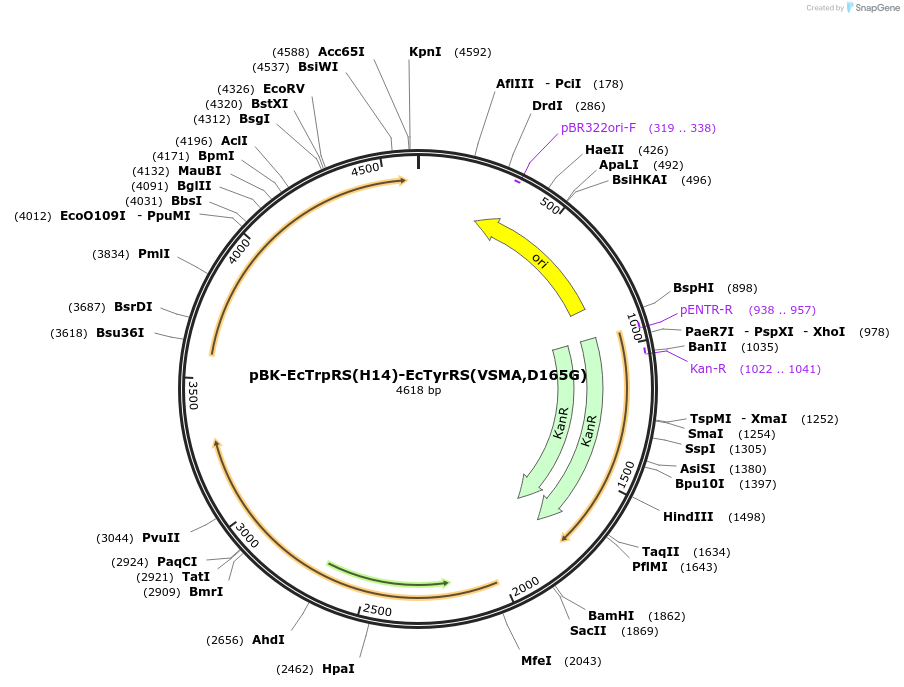 231130-plasmid-map-sequence-id-458353