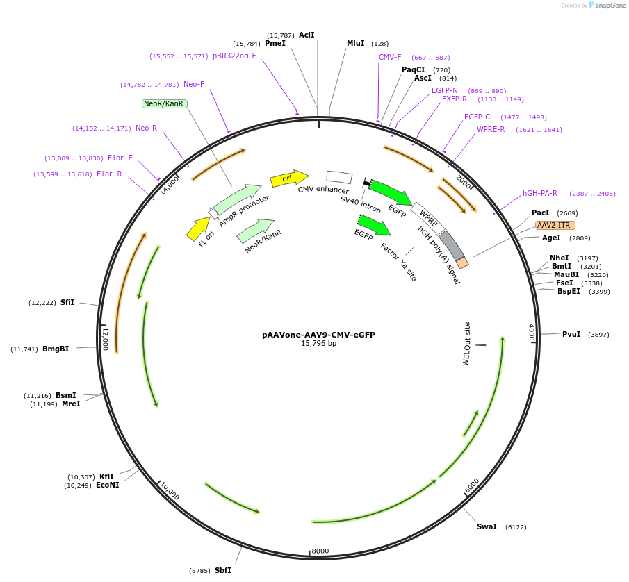 230928-plasmid-map-sequence-id-458358