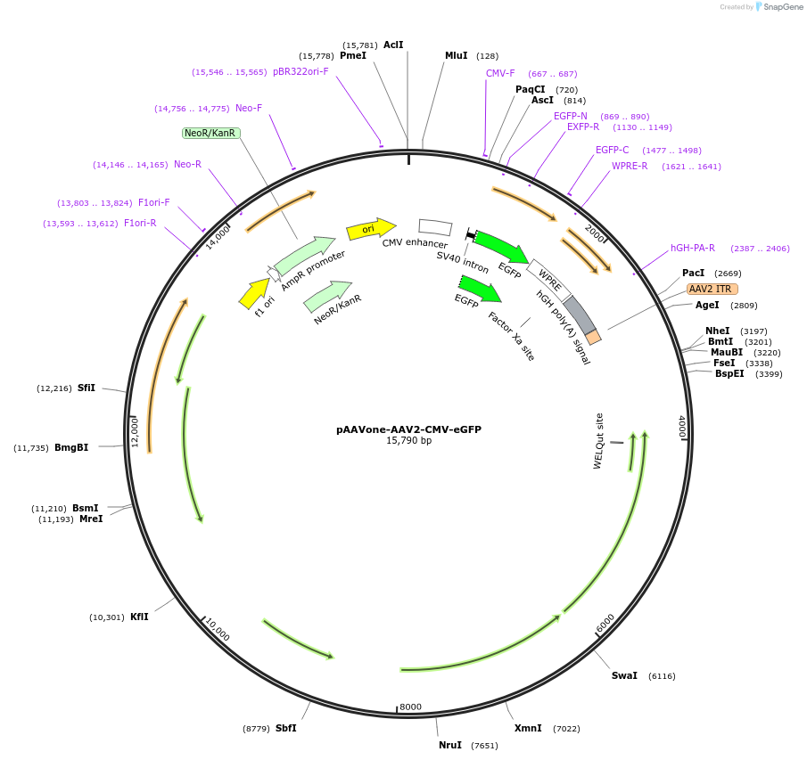 230930-plasmid-map-sequence-id-458359