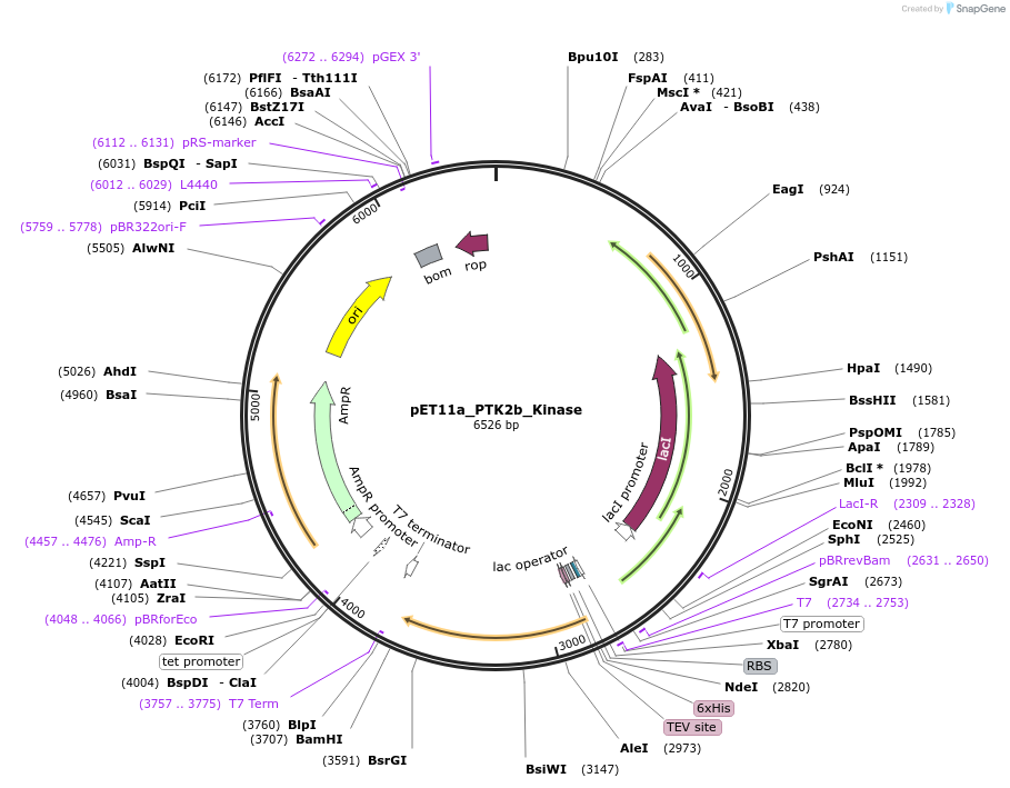 224242-plasmid-map-sequence-id-458378
