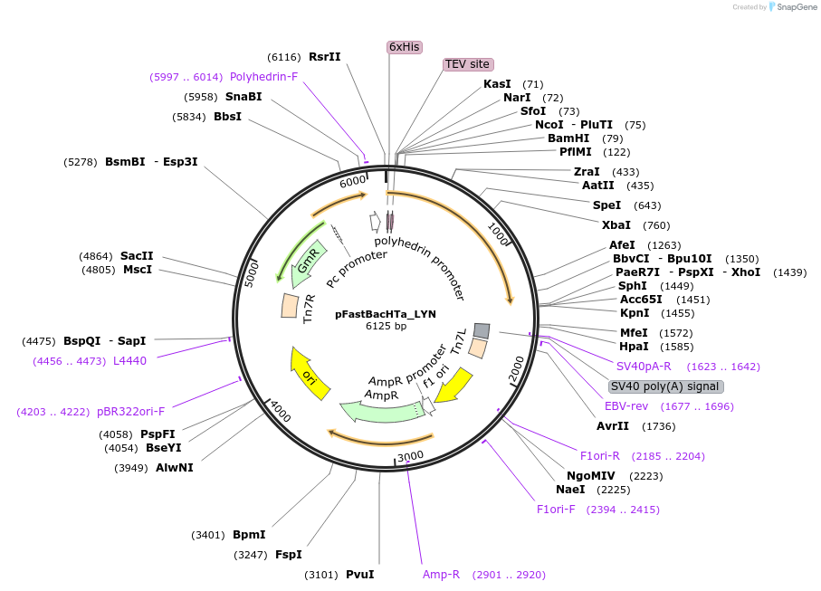 224244-plasmid-map-sequence-id-458379