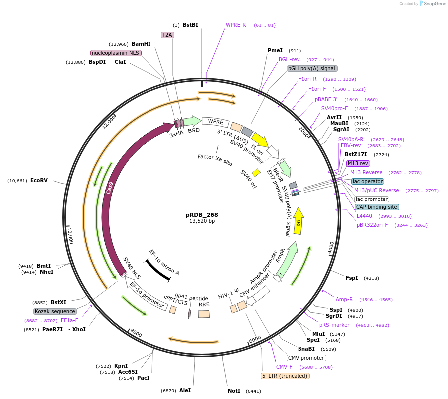 231112-plasmid-map-sequence-id-458383