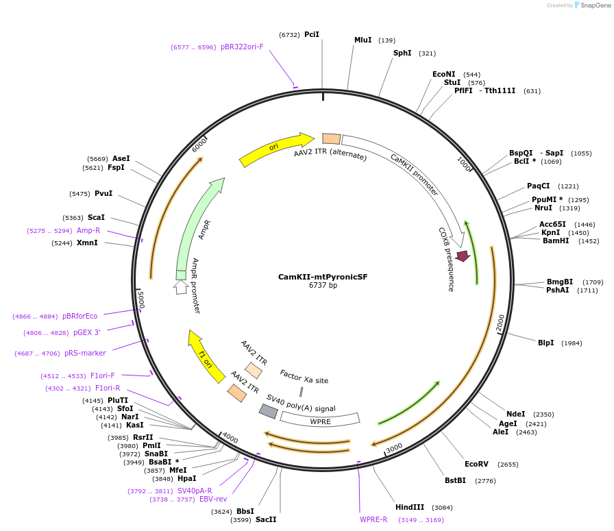 228906-plasmid-map-sequence-id-458385