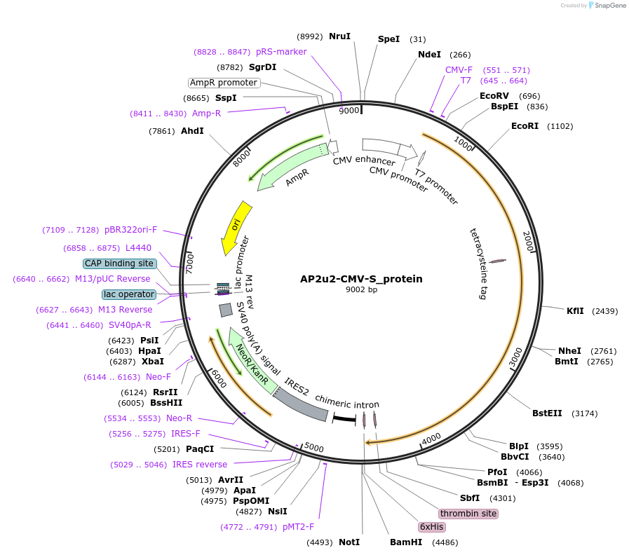 226456-plasmid-map-sequence-id-458388