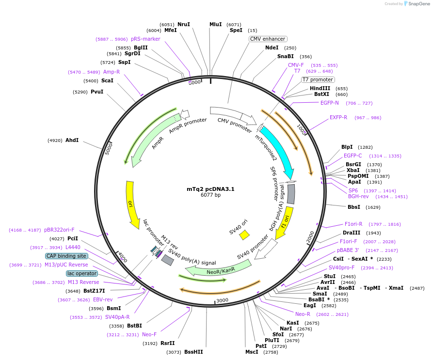 230049-plasmid-map-sequence-id-458389