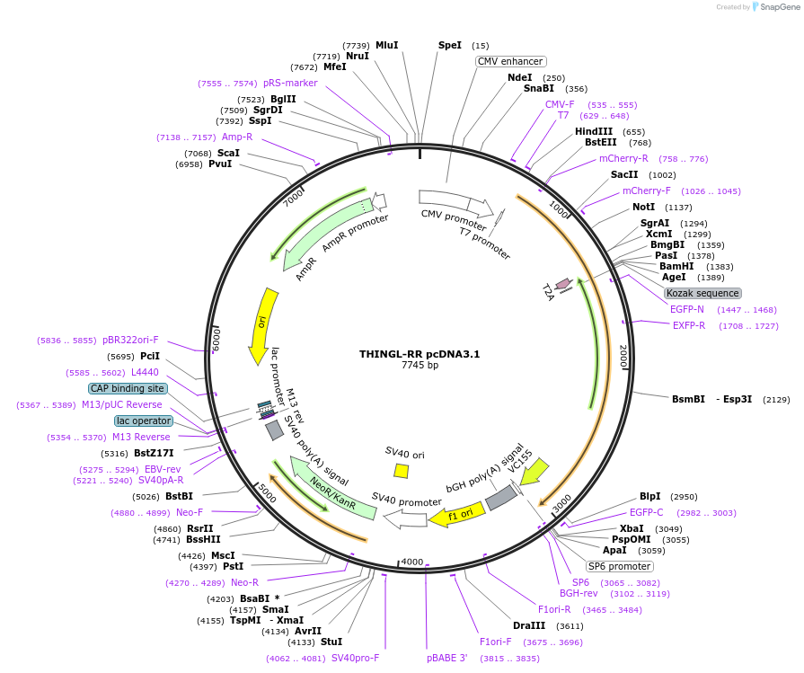 230047-plasmid-map-sequence-id-458390