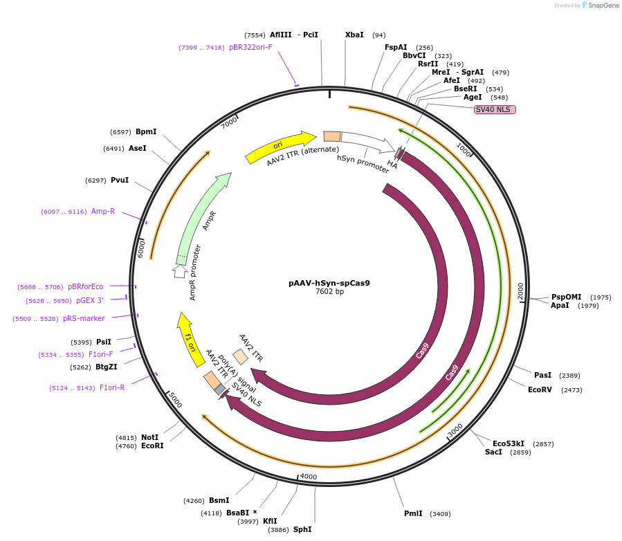 231404-plasmid-map-sequence-id-458392
