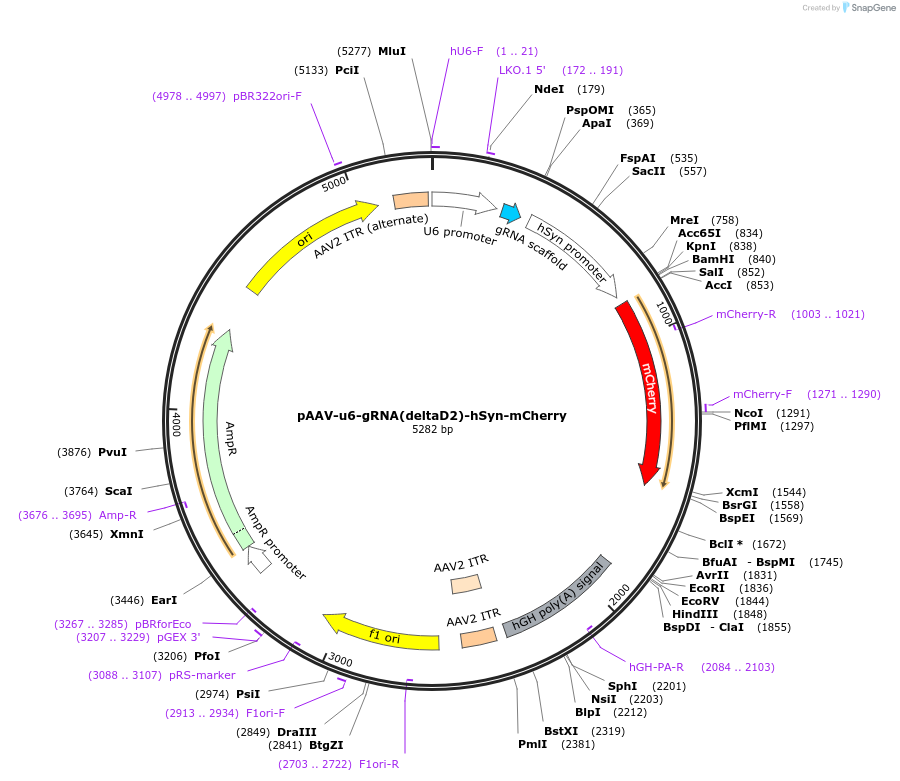 231401-plasmid-map-sequence-id-458393