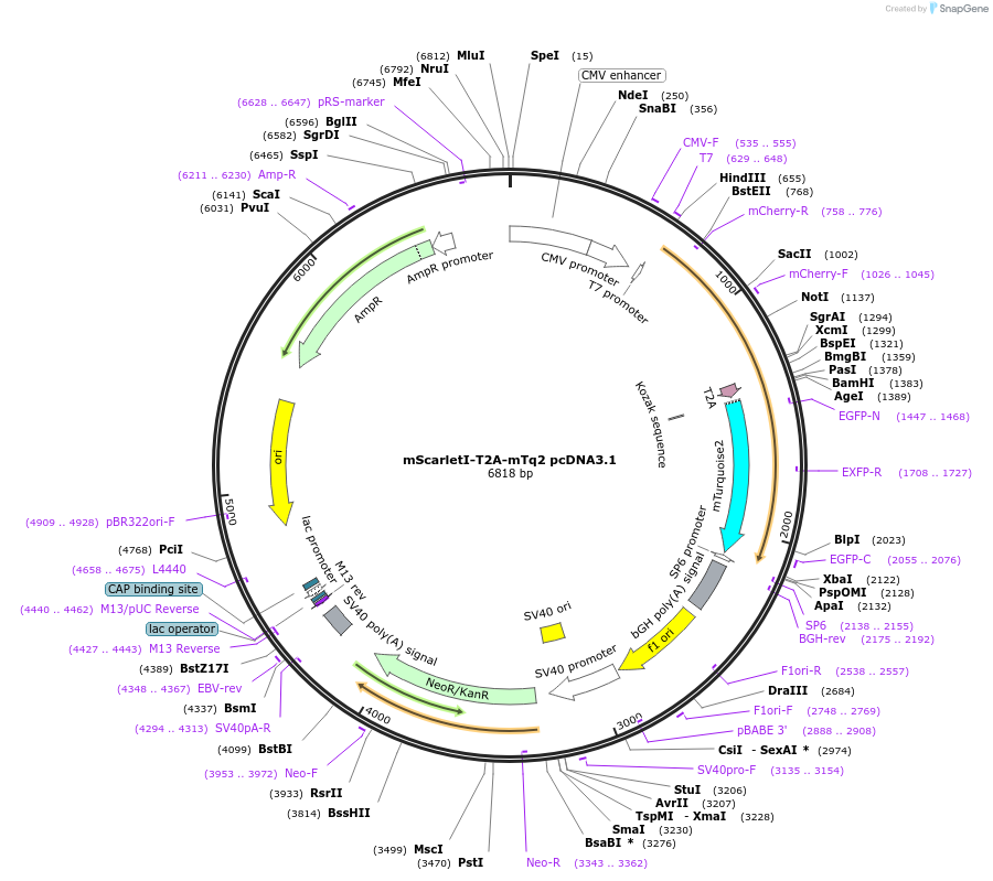 230048-plasmid-map-sequence-id-458395