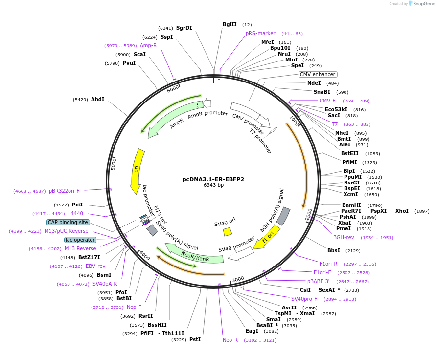 231183-plasmid-map-sequence-id-458398
