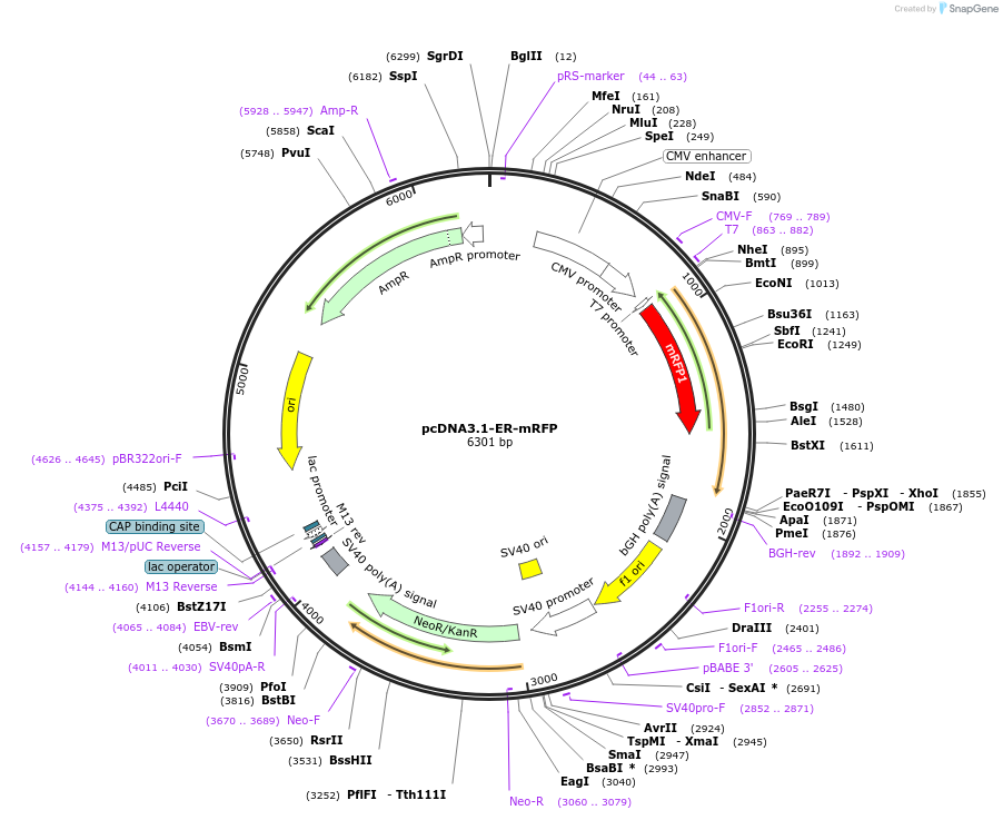 231176-plasmid-map-sequence-id-458403