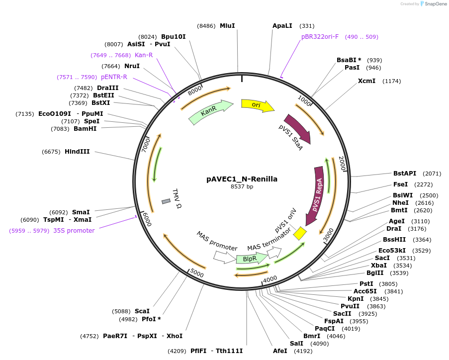 231275-plasmid-map-sequence-id-458404