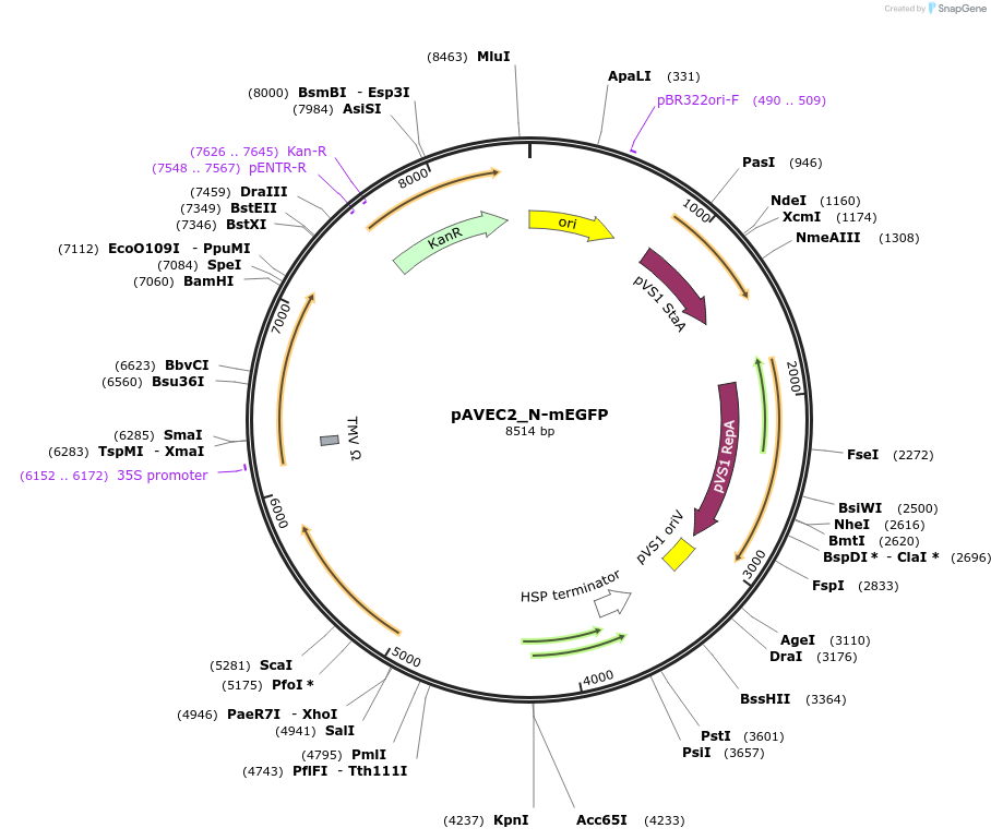 231287-plasmid-map-sequence-id-458406