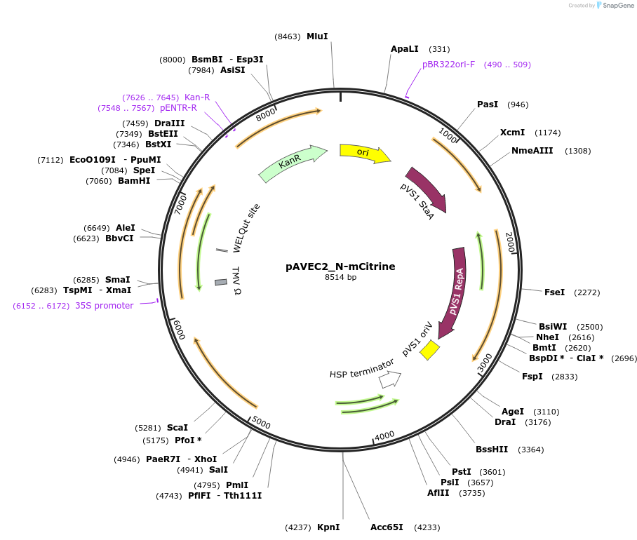 231289-plasmid-map-sequence-id-458407